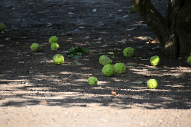 https://christophelhomme.files.wordpress.com/2012/09/arbre-balles-tennis-4.jpg